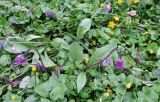 Erythronium sibiricum