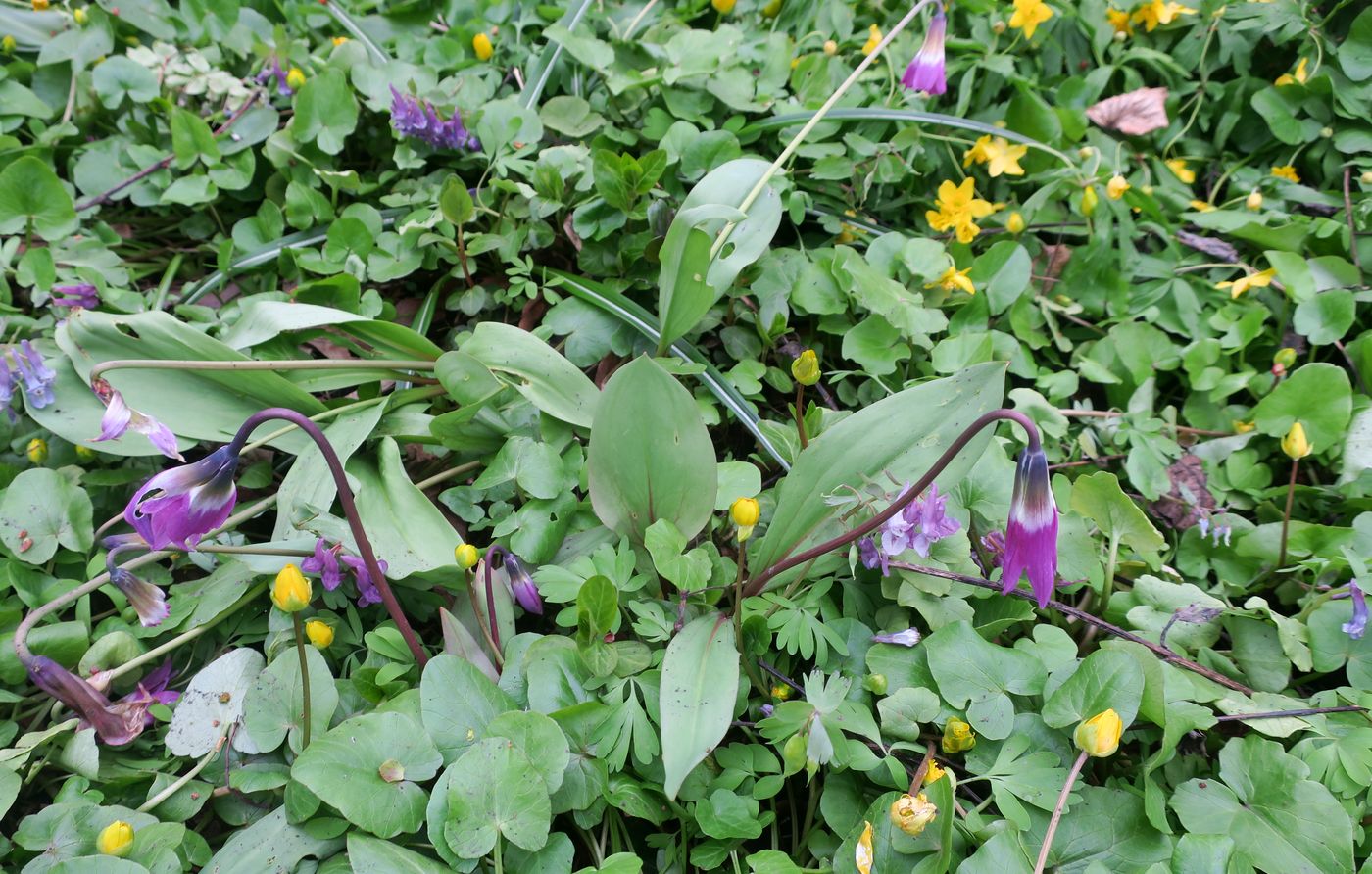 Image of Erythronium sibiricum specimen.