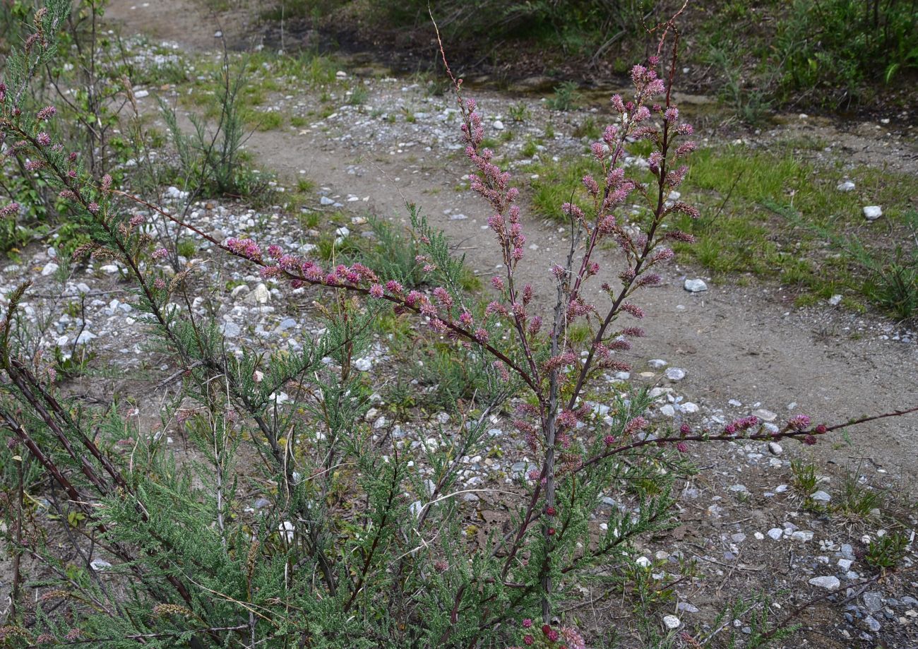 Image of Unknown species specimen.