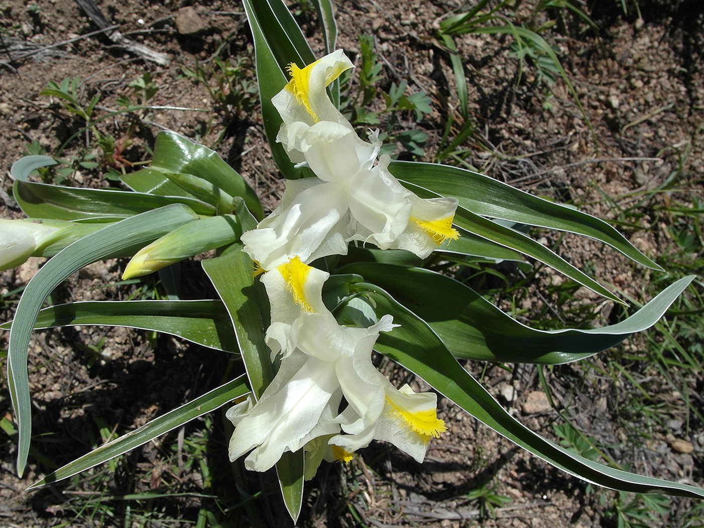 Image of Juno orchioides specimen.