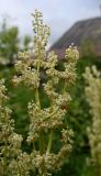 genus Rheum. Соцветия с завязывающимися плодами. Тульская обл., Богородицкий р-н, пос. Товарковский, дачный участок. 30.05.2026.