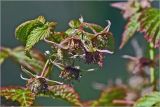 Rubus idaeus. Верхушка побега с формирующимися плодами. Московская обл., Раменский р-н, окр. дер. Хрипань, садовый участок. 13.06.2026.
