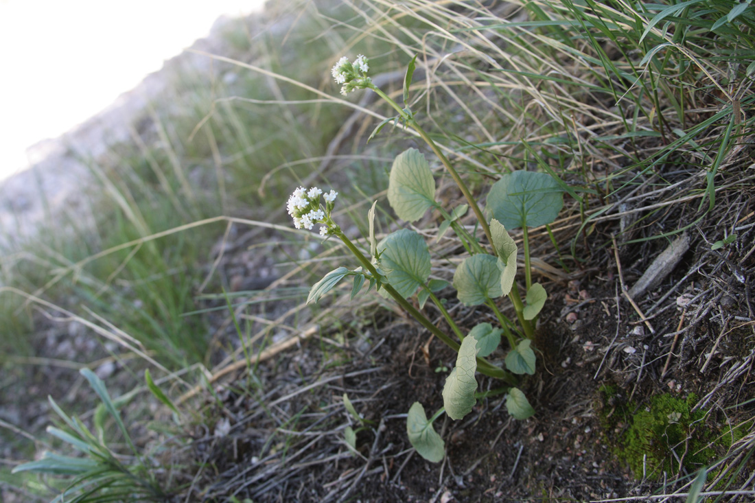 Image of Valeriana ficariifolia specimen.