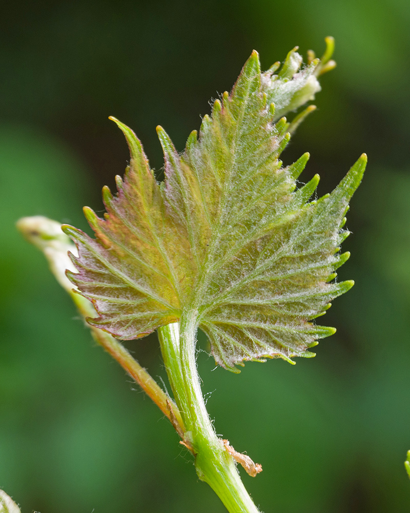 Изображение особи Vitis vinifera.