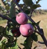 Malus domestica. Плоды - яблоки. ЛНР, г. Луганск, балка Калмыцкий яр, ложбина стока на склоне юго-вост. эксп. 11.07.2026.