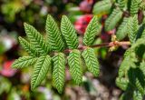 Sorbaria rhoifolia. Лист. Хабаровский край, р-н имени Лазо, массив горы Ко, гора Столовая, выс. ≈ 1920 м н.у.м., горная тундра. 02.08.2026.