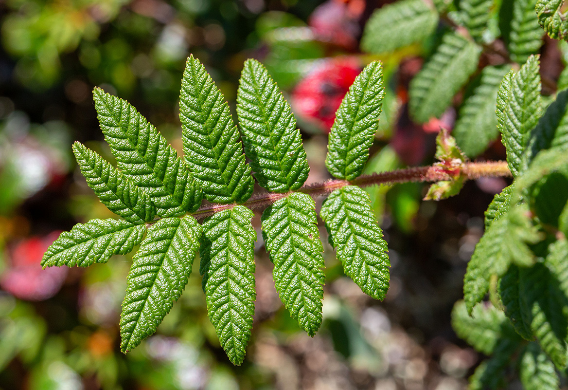 Изображение особи Sorbaria rhoifolia.