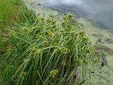 Carex capricornis. Цветущее растение. Хабаровский край, г. Комсомольск-на-Амуре, берег озера. 25.06.2026.