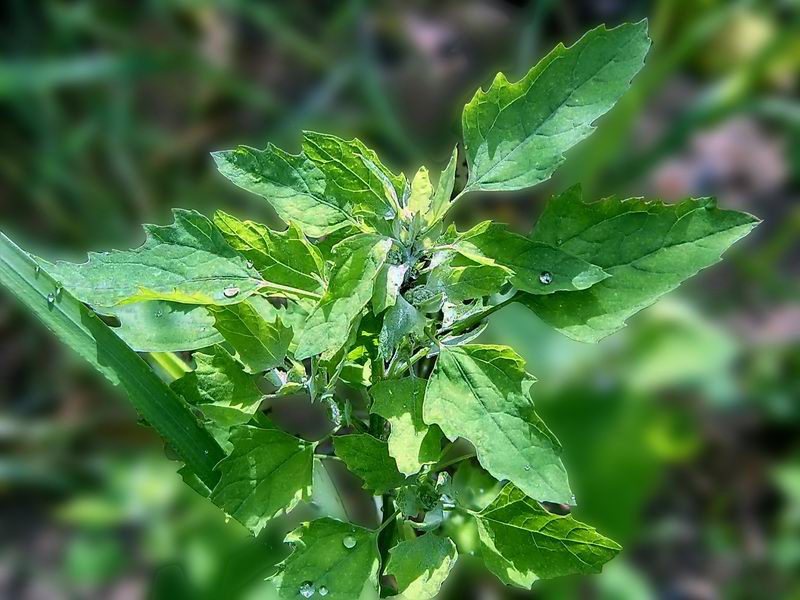 Изображение особи Chenopodium album.