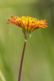 род Taraxacum. Соцветие. Карачаево-Черкесия, Карачаевский р-н, ущ. ручья Тырменлыкол, 2400 м н.у.м., субальпийский луг. 08.08.2026.