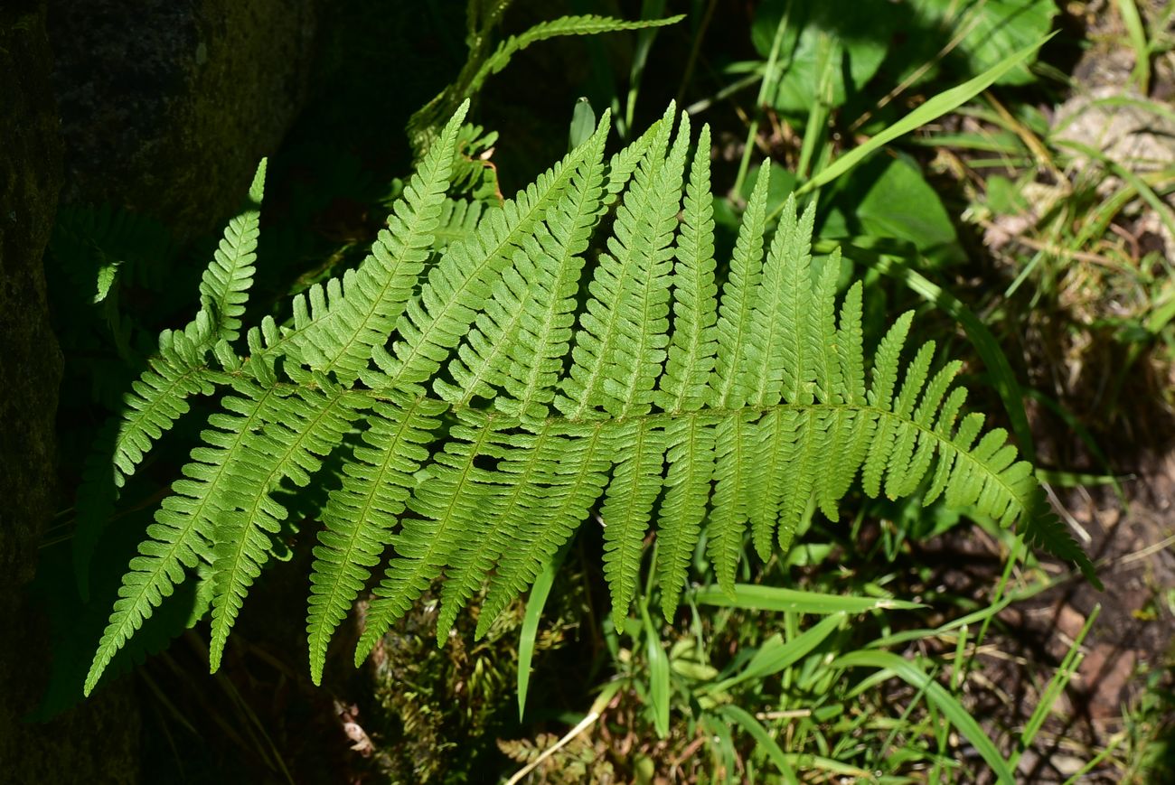 Image of Unknown species specimen.