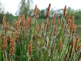 Carex cespitosa