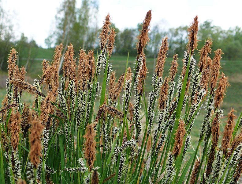 Image of Carex cespitosa specimen.