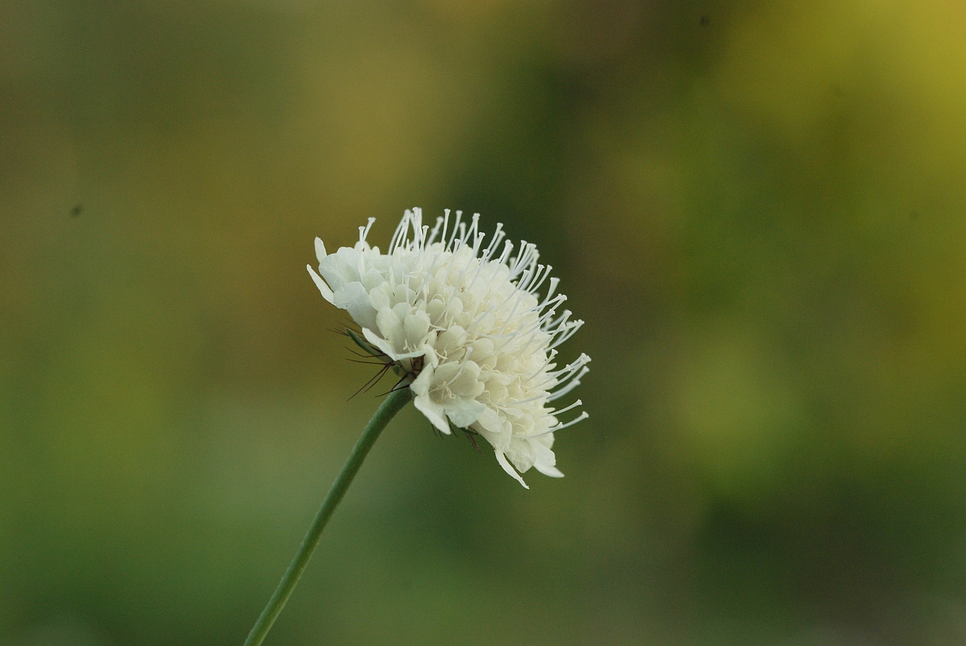 Image of Scabiosa ochroleuca specimen.