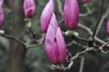 род Magnolia