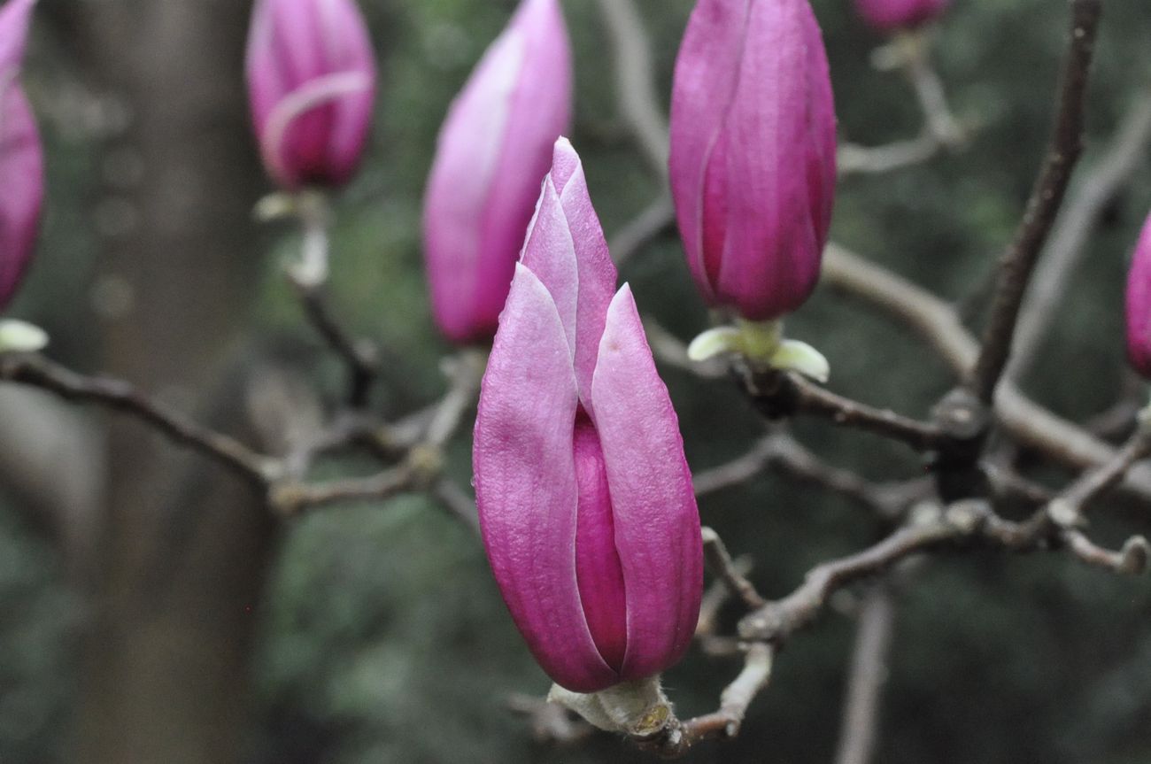 Изображение особи род Magnolia.