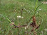 Carex cuspidata