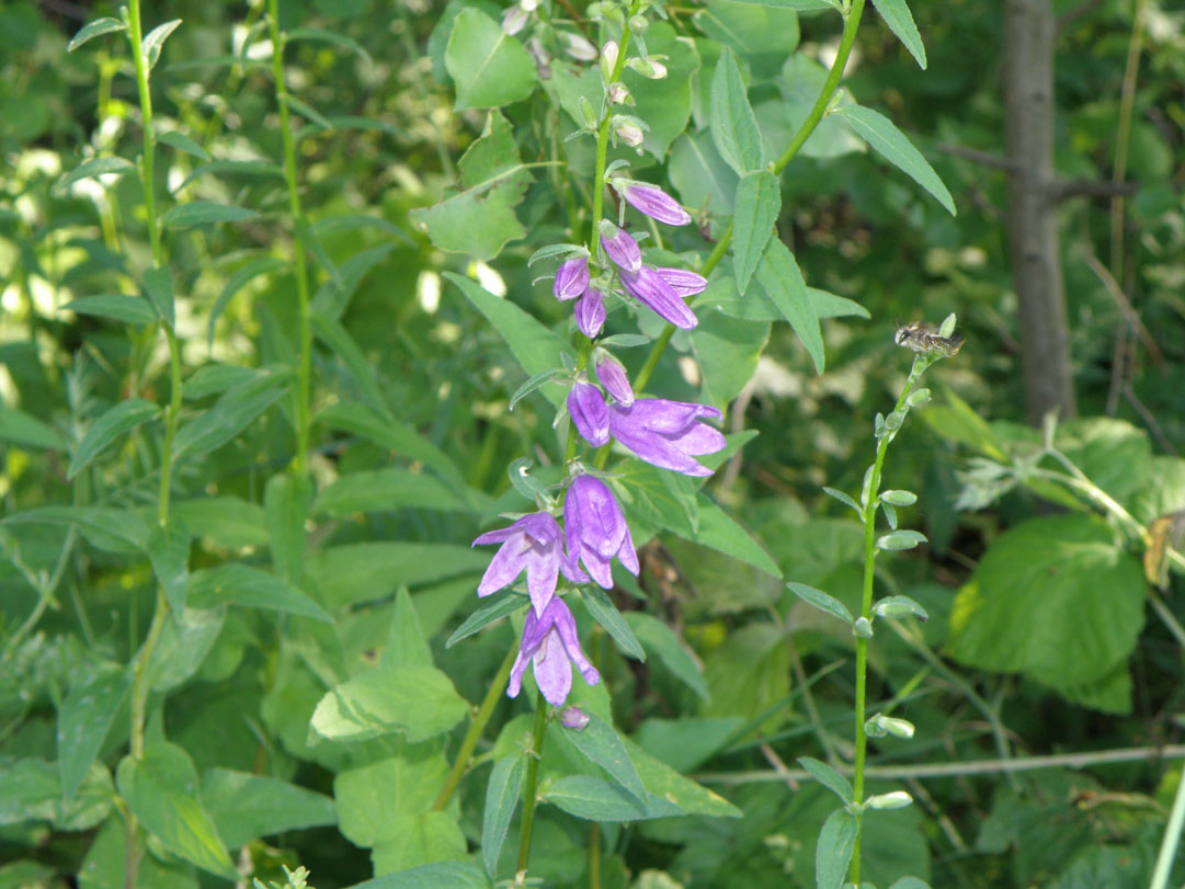 Изображение особи Campanula rapunculoides.