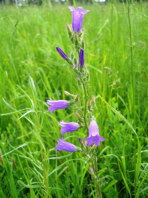 Изображение особи Campanula sibirica.