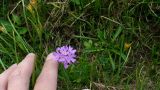 Primula algida