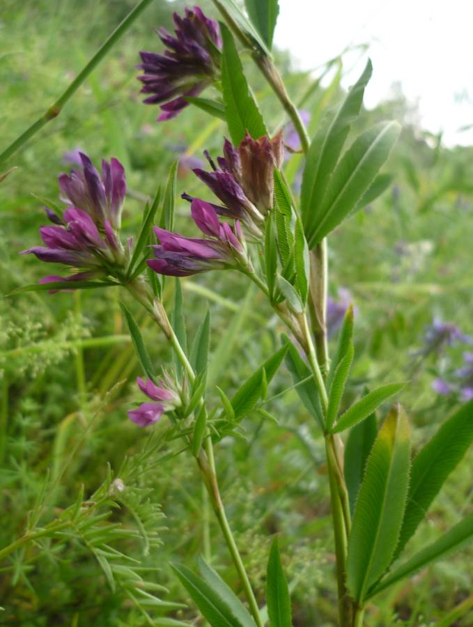 Изображение особи Trifolium lupinaster.