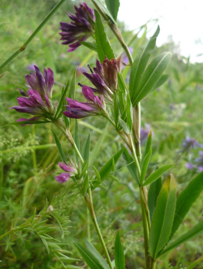 Image of Trifolium lupinaster specimen.