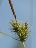 Carex hostiana