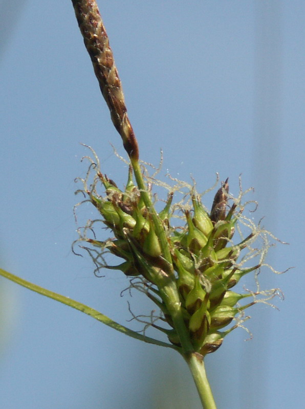 Изображение особи Carex hostiana.