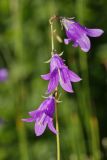 Campanula collina. Соцветие. Республика Карачаево-Черкесия, Домбай, долина р. Домбай-Ульген, урочище \"Русская поляна\", 1800 м н.у.м. 04.07.2011.