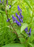 Aconitum volubile