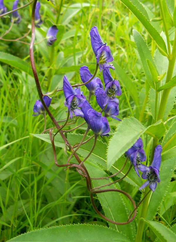Image of Aconitum volubile specimen.