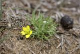 Ceratocephala orthoceras. Цветущее растение. Узбекистан, Джизакская обл., бугристые закрепленные пески у южного берега оз. Айдаркуль. 26.03.2011.