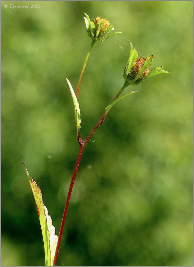 Image of Bidens frondosa specimen.