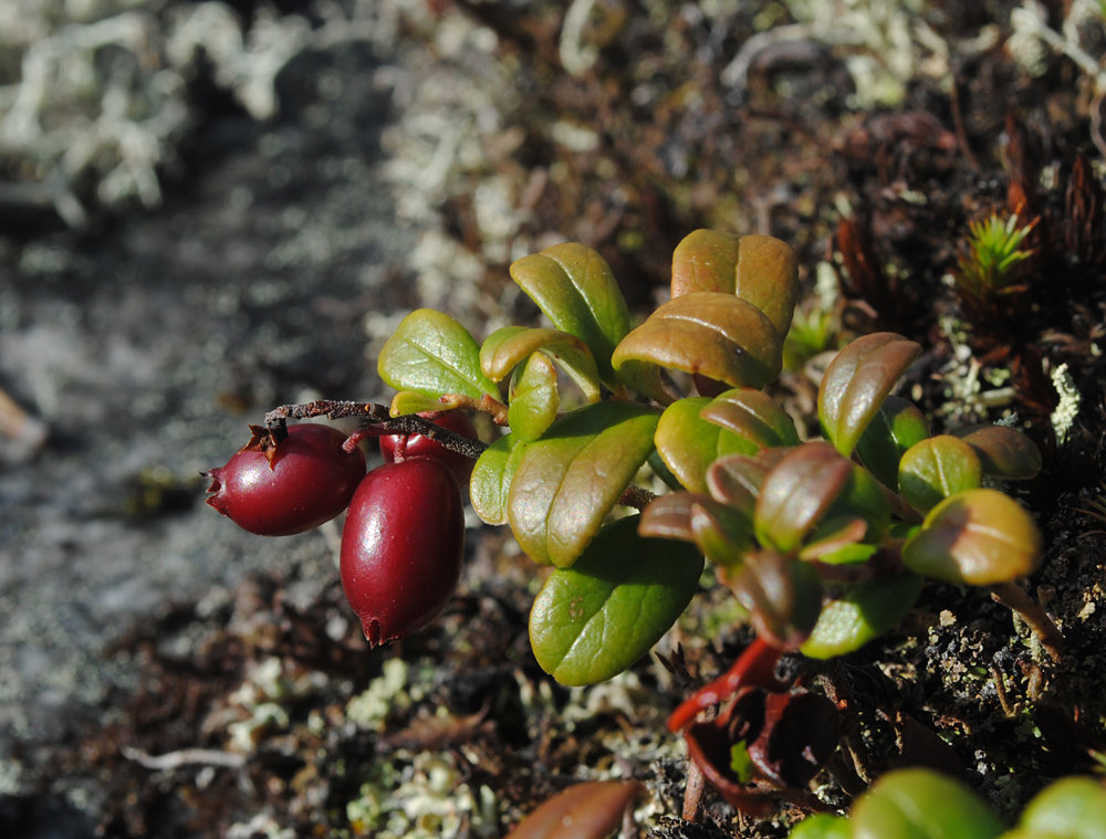 Image of Vaccinium vitis-idaea var. minus specimen.