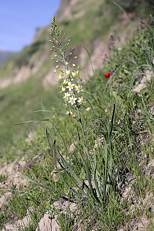 Изображение особи род Eremurus.