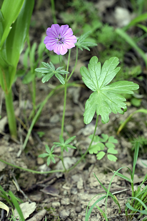 Image of Geranium charlesii specimen.