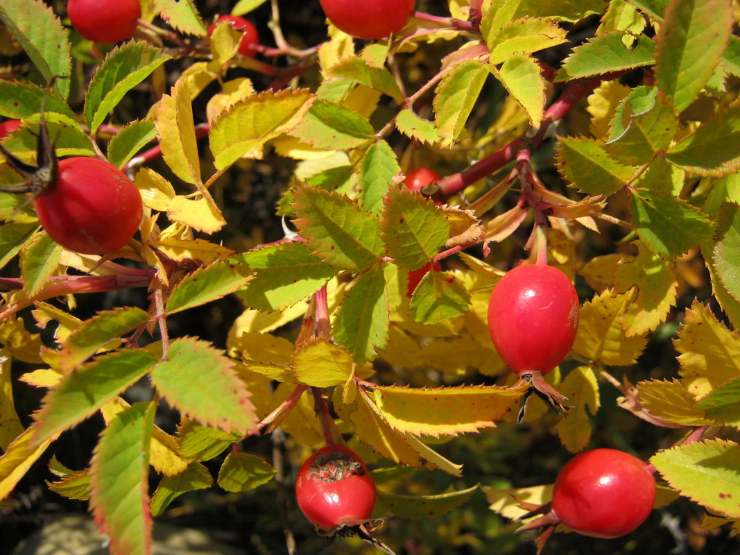 Image of genus Rosa specimen.