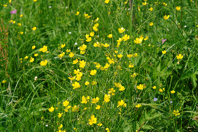 Image of Ranunculus acris specimen.
