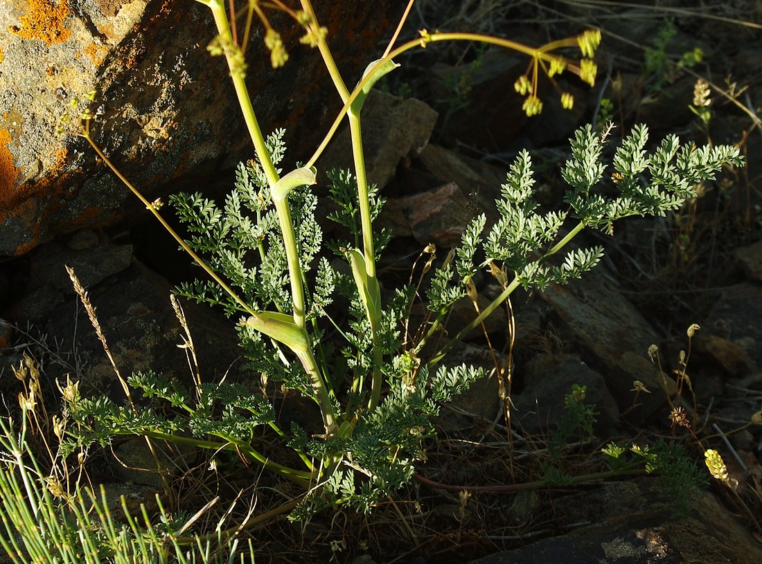 Изображение особи семейство Apiaceae.