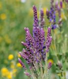 Salvia tesquicola