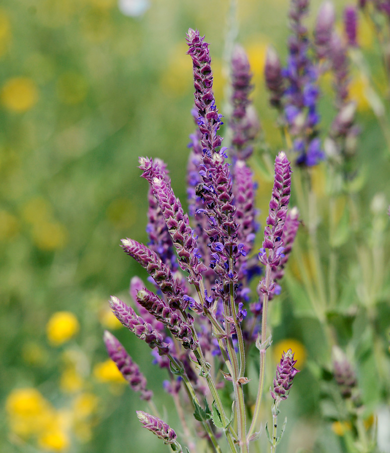 Изображение особи Salvia tesquicola.