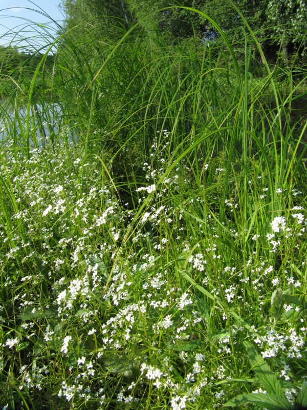 Image of Galium palustre specimen.