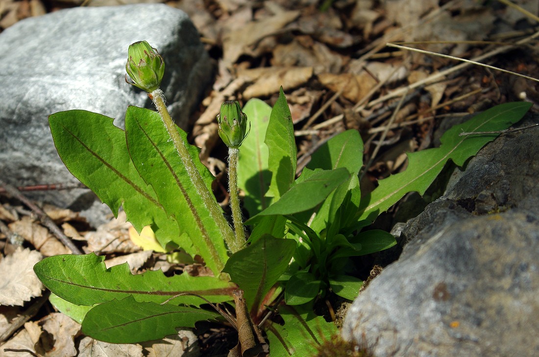 Изображение особи род Taraxacum.