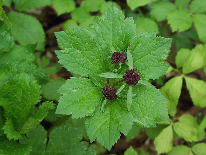 Изображение особи Sanicula rubriflora.