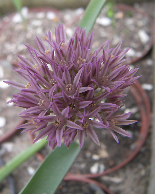 Image of Allium akaka ssp. shelkovnikovii specimen.