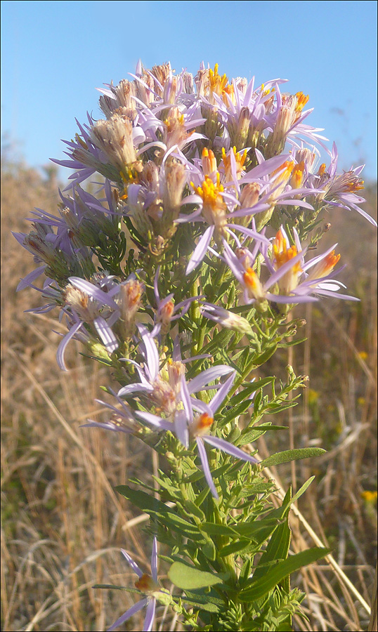 Image of Galatella dracunculoides specimen.