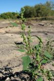 Chenopodium