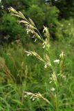 Festuca pratensis