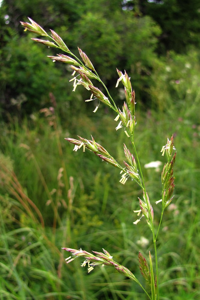 Изображение особи Festuca pratensis.