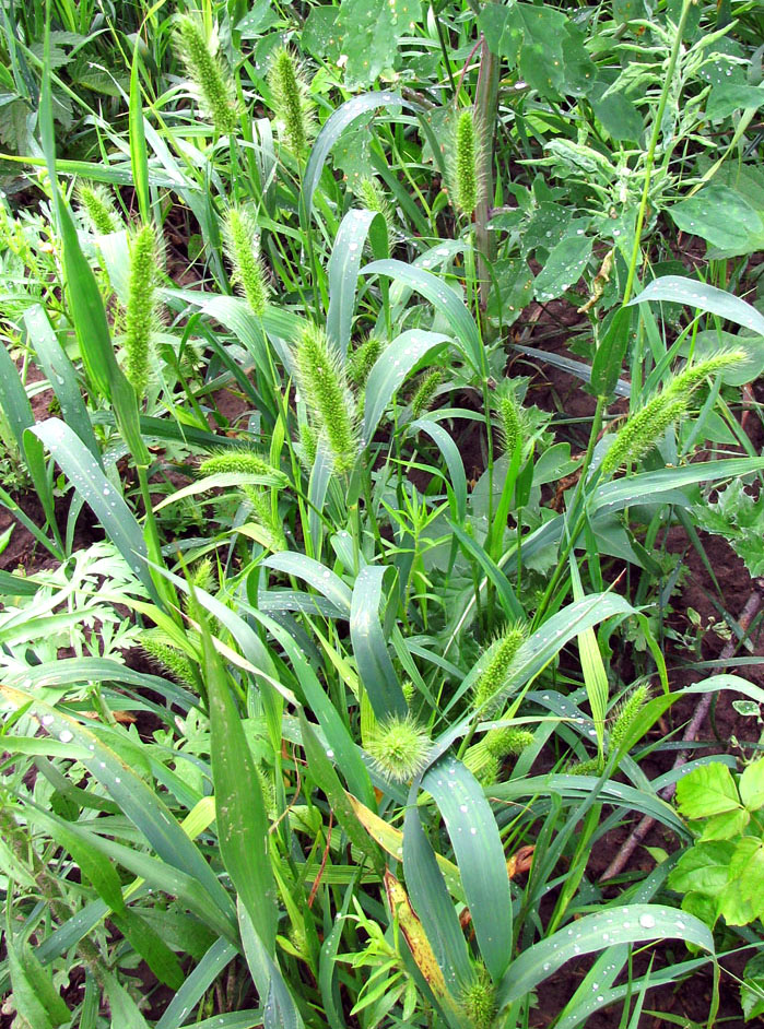 Image of Setaria viridis specimen.